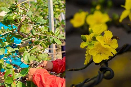 Tuyệt chiêu nhặt lá mai để hoa nở bung đẹp nhất