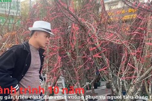 Hành trình 10 năm mang gần một triệu cành đào rừng xuống phục vụ người tiêu dùng thủ đô