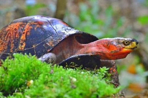 Loài rùa quý hiếm của Việt Nam, nằm trong top nguy cấp nhất thế giới