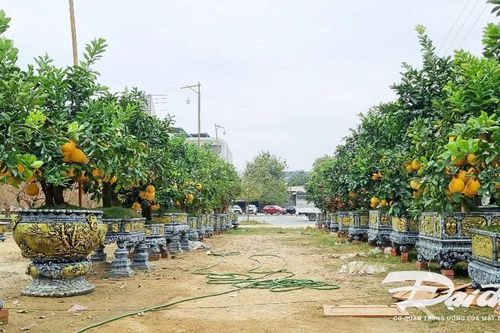 Đào, quất, bưởi đổ bộ thành Vinh