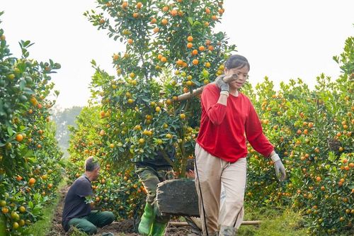 Lao động đào, bốc quất ở xứ Thanh, kiếm nửa triệu đồng mỗi ngày