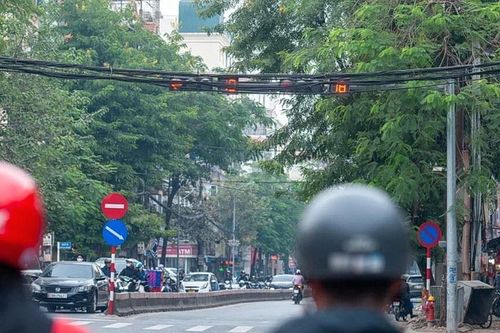 Biển báo, đèn giao thông lấp ló sau tán cây