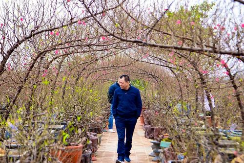 Làng đào Nhật Tân nhộn nhịp không khí Tết