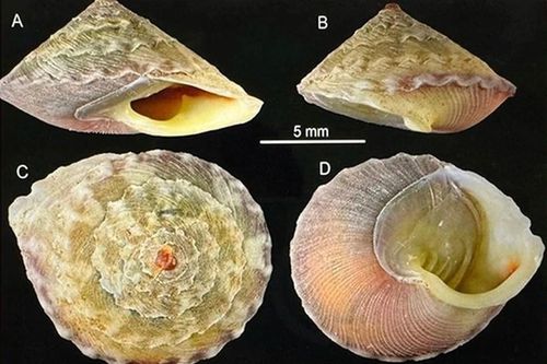 Phát hiện loài ốc mới có tên Việt Nam là 'Ốc nón Sơn Đoòng'
