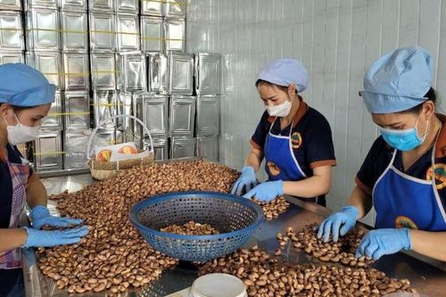 Ngành điều nhiều cơ hội bứt phá trong năm 2025
