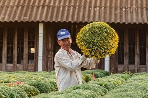 Ngắm bộ ảnh vườn hoa cảnh rực rỡ đón Tết của chàng trai miền Tây