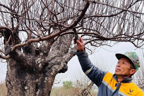 Hải Phòng: Làng cây cảnh Đặng Cương 'buồn thiu' dù cận Tết