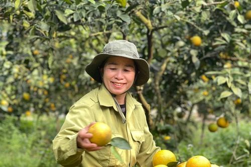 Những vườn cam vàng óng, trĩu cành tại 'thủ phủ' cam Hà Tĩnh
