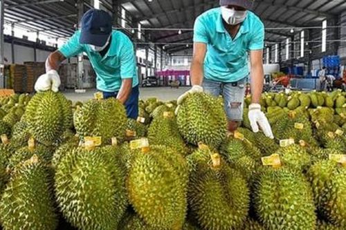 Việt Nam xuất khẩu sầu riêng sang Trung Quốc tăng gấp rưỡi
