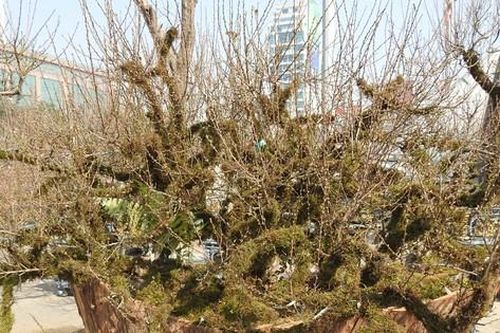 Dân chơi mạnh tay chi tiền mua đào cổ rêu phong đón Tết