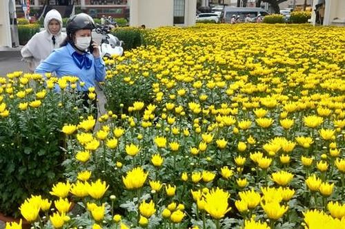 Hoa Tết 'đổ bộ' phố Tây Đô