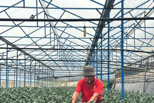 Chiêu lừa nông sản, hoa Tết: Thương lái 'bất tín' làm khó nông dân