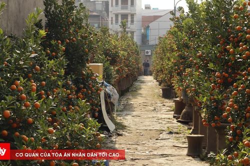 Đào Nhật Tân, quất Tứ Liên tất bật vào mùa phục vụ Tết Nguyên đán