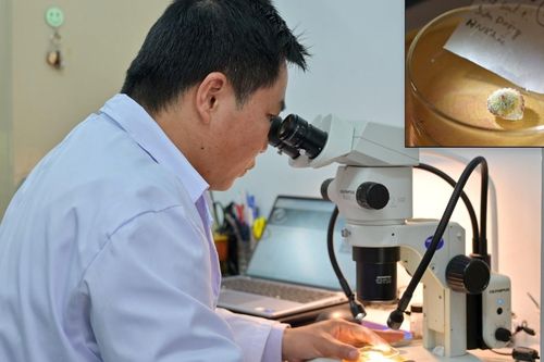 Phát hiện loài ốc cạn mới tại hang động Sơn Đoòng