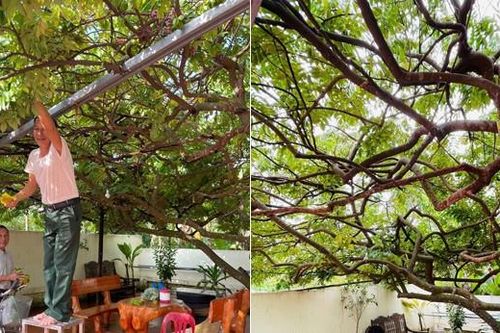 Cây khế 23 năm tuổi, tán lá 'khổng lồ' ở Thanh Hóa gây sốt mạng xã hội