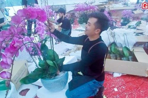 Trang trí lan Tết thu nhập tiền triệu mỗi ngày