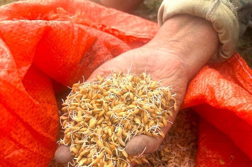 Giống lúa ThaiBinh Seed nảy mầm cao, năng suất tốt