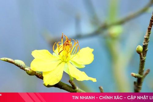 Mai vàng Hà Tĩnh sẵn sàng ra chợ Tết