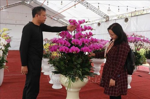 Xuân sớm trên những làng hoa