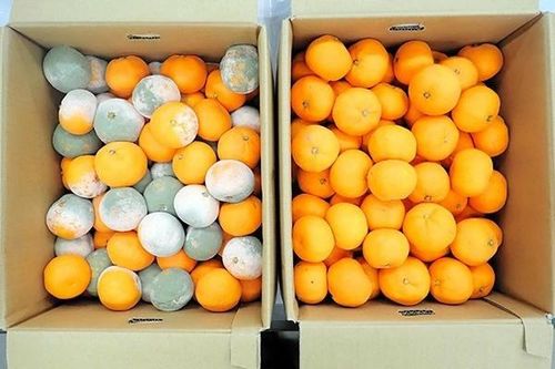 Phương pháp giữ trái cây và rau quả tươi trong nháy mắt