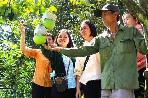 Tạo hình độc đáo trên trái cây phục vụ thị trường Tết