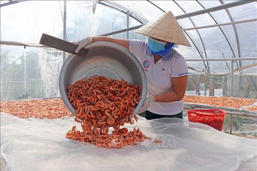Gần Tết, giá đặc sản tôm khô Cà Mau tăng kỷ lục