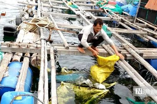 Gom rác từ biển vào bờ, người dân Phú Yên ngăn nỗi lo tôm cá chết hàng loạt