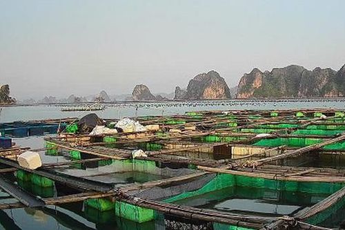 Quảng Ninh đặt mục tiêu khôi phục nuôi trồng thủy sản trong năm 2025