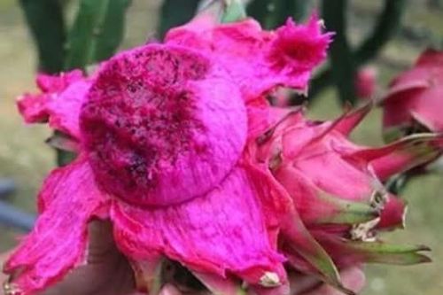 Đừng vội vứt vỏ thanh long! Bạn sẽ không ngờ nó lại có tác dụng đến vậy, giải quyết được vấn đề của nhiều người
