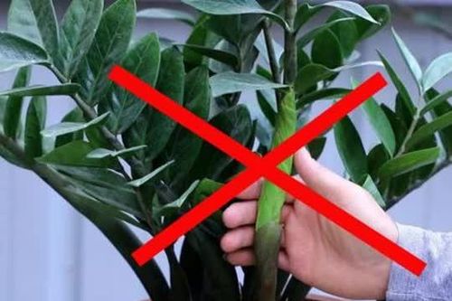 2 mệnh này kỵ cây kim tiền, trồng ở nhà tiền bạc không cánh mà bay