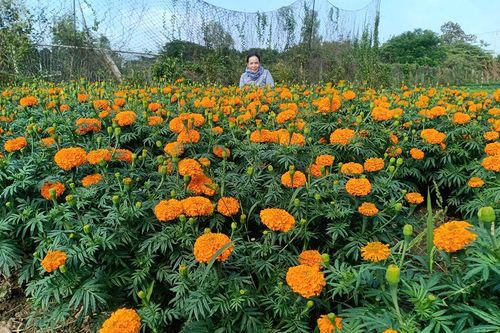 Vạn thọ - Hoa Tết đậm hồn quê