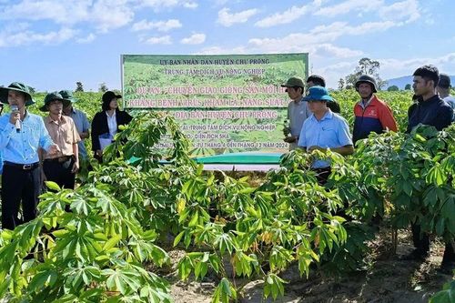 Đa dạng giải pháp phòng ngừa bệnh khảm lá mì