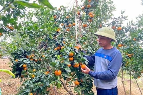 Ghép cam Thái trên gốc bưởi ở Tân Thành: Tăng hiệu quả kinh tế