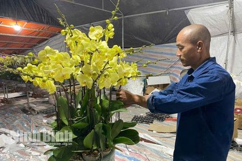 Thợ ghép lan kiếm tiền triệu mỗi ngày dịp Tết