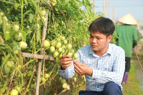 Sản xuất nông nghiệp thích ứng biến đổi khí hậu
