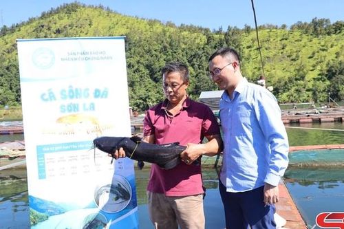 Nhãn hiệu chứng nhận 'Cá sông Đà Sơn La'