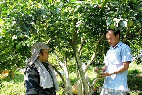 Tân Thành phát triển cây chanh tứ quý