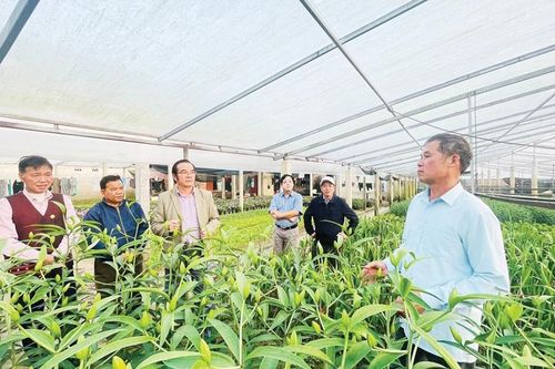 Điểm sáng trong mô hình trồng hoa Tết