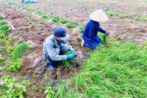 Ném cây được mùa, rớt giá