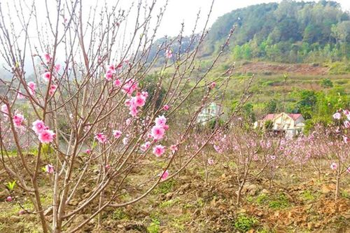 Hoa Đào xứ Lạng năm 2025: Điểm nhấn du lịch và kinh tế địa phương