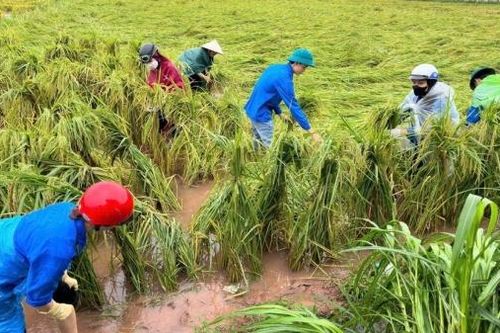 Sẽ sửa đổi Nghị định bảo hiểm nông nghiệp, tăng vai trò 'lá chắn' trước rủi ro