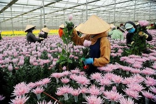 Tháo gỡ khúc mắc trong quá trình sáp nhập, thành lập mới HTX