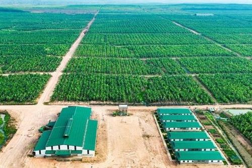 Người nhà ông Đoàn Nguyên Đức muốn thoái vốn tại HAGL Agrico