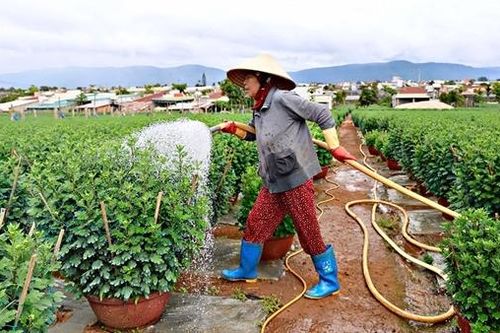 Cảnh báo thủ đoạn lừa đảo từ mua bán rau, hoa dịp Tết