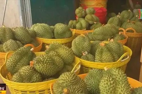 Trung Quốc tăng mua gấp rưỡi sầu riêng Việt