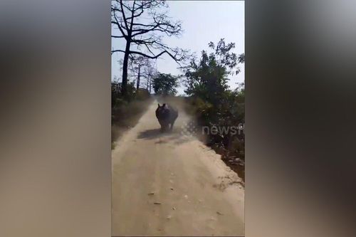 Thót tim cảnh tê giác truy đuổi ô tô chở du khách ở Ấn Độ
