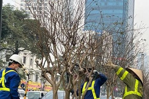 Hà Nội: Cắt tỉa hàng trăm cây tường vy để đón mùa hoa mới