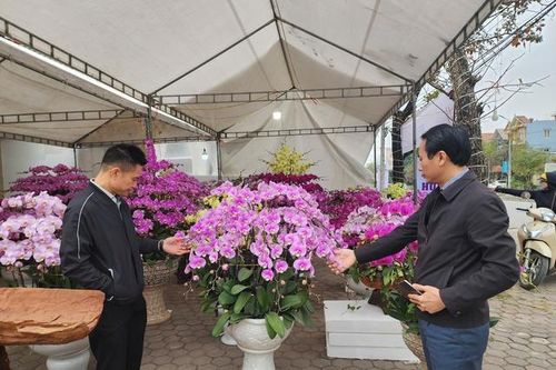 Đào, quất... 'đổ bộ' xuống phố