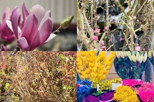 Loại hoa 'độc, lạ' thoạt nhìn giống củi khô nhưng giá cả triệu, gây sốt thị trường hoa Tết 2025