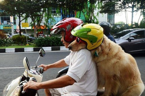 Chở thú cưng không đúng cách bằng xe máy có thể bị phạt tiền triệu